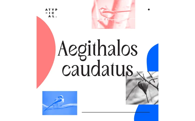 Aegithalos specimen from Atypical
