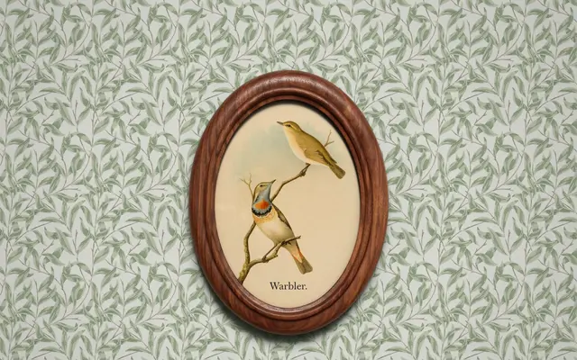 Warbler specimen from David Jonathan Ross