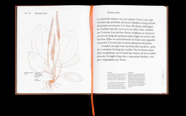 Nantes specimen from Luzi Type
