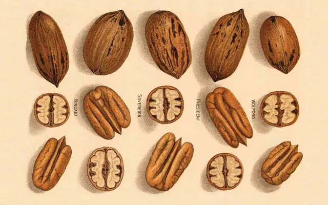 Recife specimen from Luzi Type