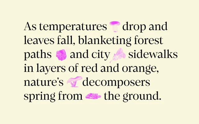 Loretta Display specimen from Nova Type Foundry