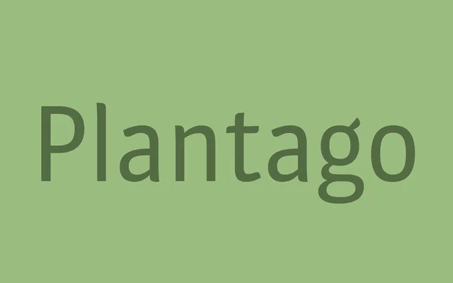 Plantago specimen from Schriftlabor