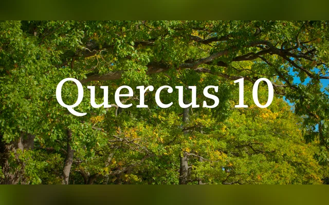 Quercus Ten specimen from Storm Type Foundry