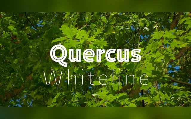 Quercus Whiteline specimen from Storm Type Foundry
